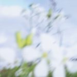 Lisa Roos Fotografia