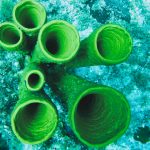 Lisa Roos Fotografia